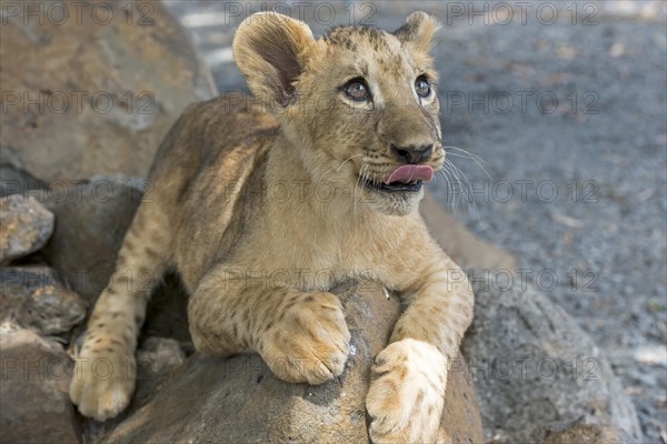 Lion (Panthera leo)