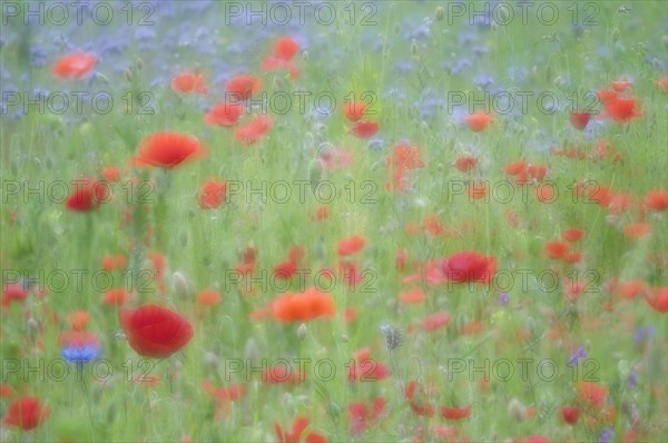 Flower meadow with Poppies (Papaver rhoeas) and Cornflowers (Centaurea cyanus)