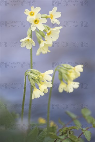 Oxlip (Primula elatior)