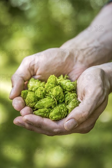 Hop umbels (Humulus lupulus) in hands