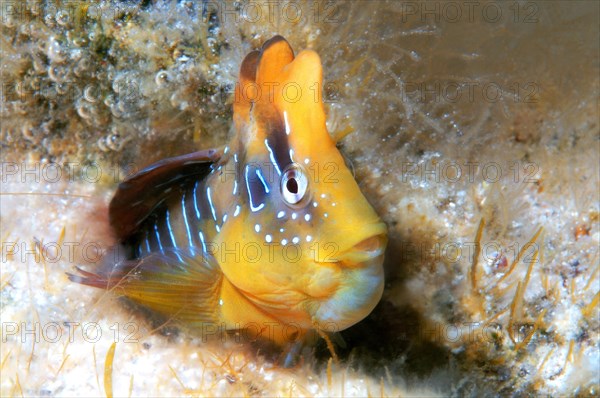 Peacock Blenny (Blennius pavo