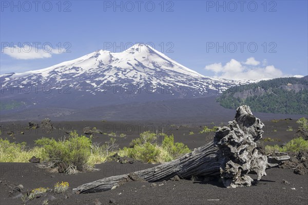 Dead tree and the volcano Llaima at the back