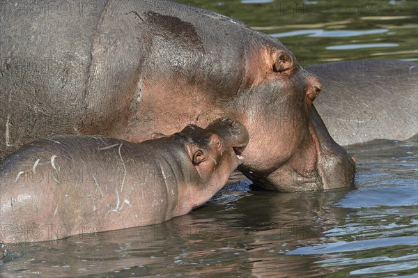 Hippopotamus (Hippopotamus amphibicus)