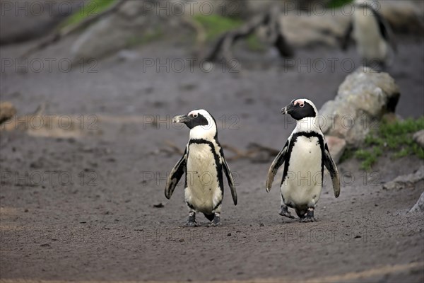 Jackass Penguins or African Penguins (Spheniscus demersus)