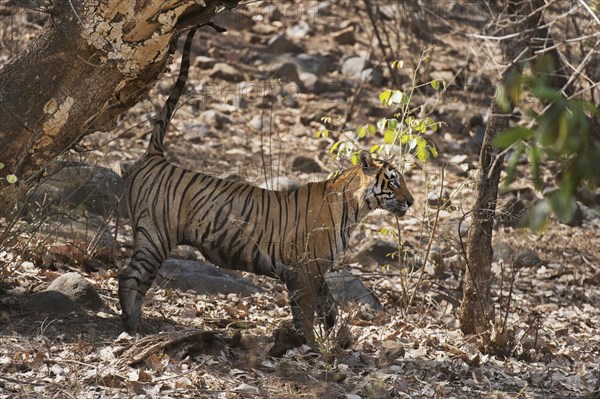 Wild tiger (Panthera tigris tigris) marking territory