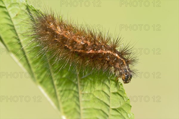 Caterpillar of the Muslin Moth (Diaphora mendica)