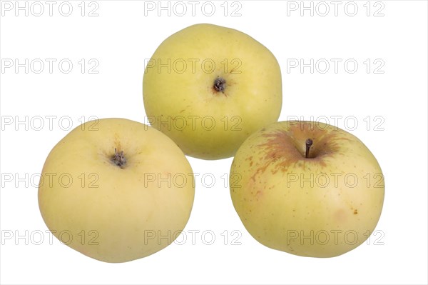 Apple variety Champagne Reinette