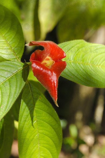 Kissing Lips Flower (Psychotria elata)