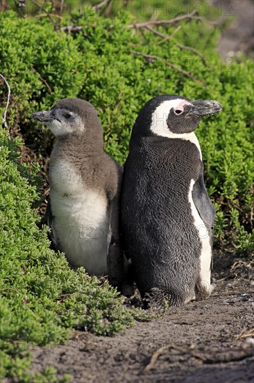 Jackass Penguins or African Penguins (Spheniscus demersus)