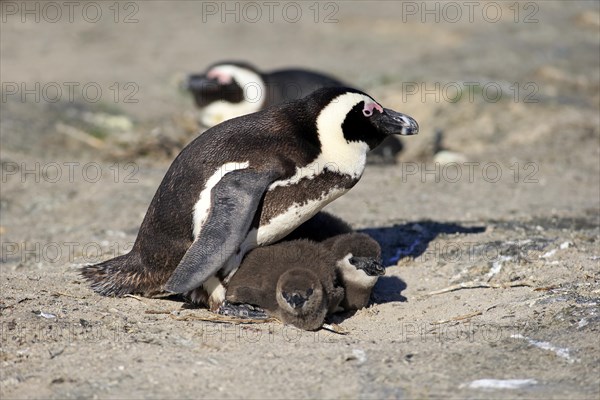 African Penguin (Spheniscus demersus)