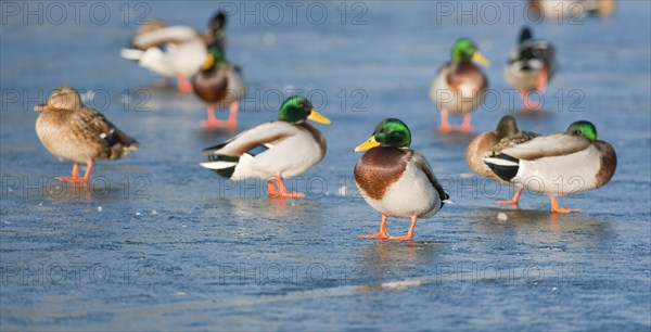 Mallards (Anas platyrhynchos) standing on a frozen pond