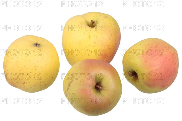 Apple variety Yellow Bellefleur