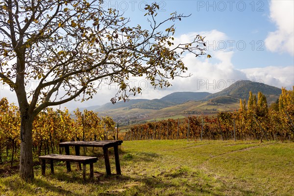 Picnic spot under a walnut tree