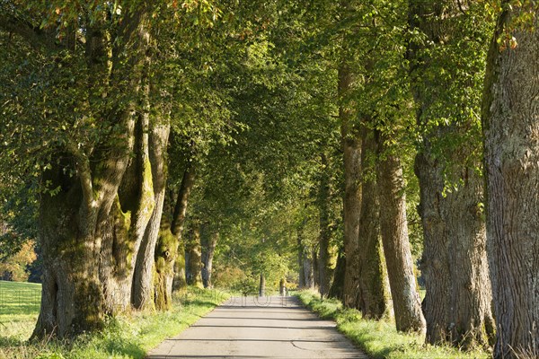 Avenue