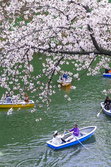 Japanese rowing in boats on the Imperial Palace canal to cherry blossom