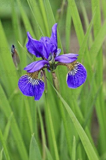 Iris (Iris)