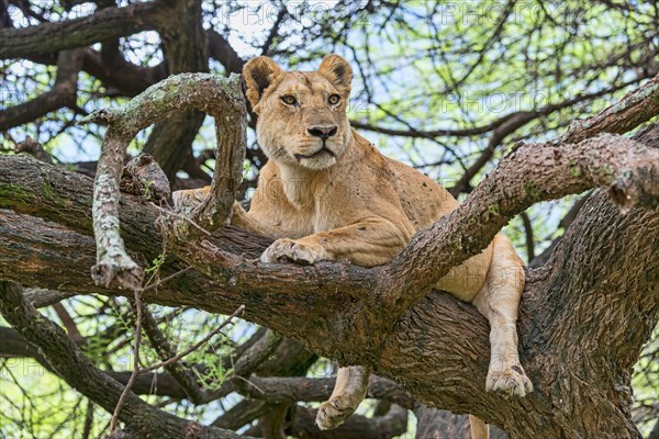 Lion (Panthers leo)