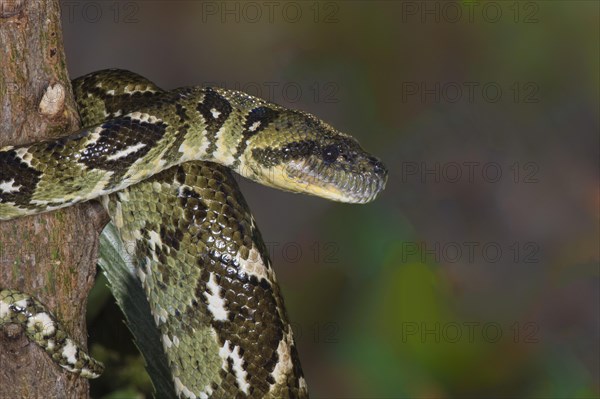 Madagascar Tree Boa (Sanzinia madagascariensis)