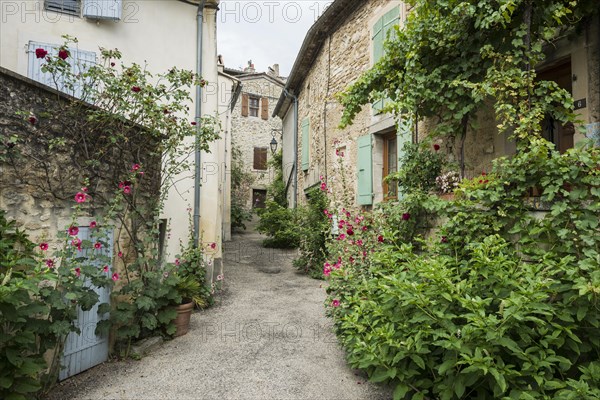 Alley with plants