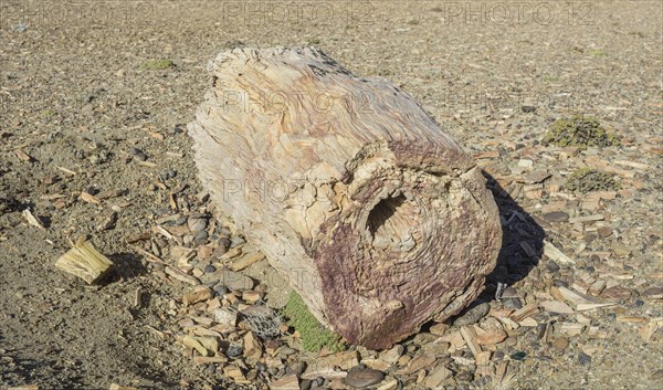 Petrified forest Bosque Petrificado National Monument