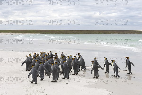 King Penguins (Aptenodytes patagonicus)