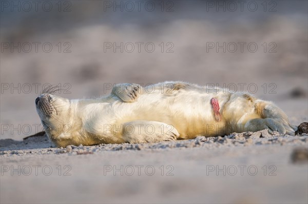Grey seal (Halichoerus grypus)