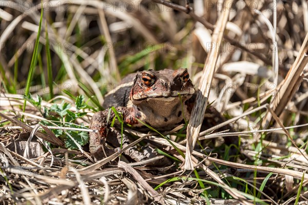 Japanese toad (Bufo japonicus) in dry grass at Tanuki Lake
