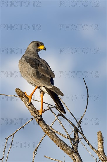 Eastern Chanting Goshawk (Melierax poliopterus)