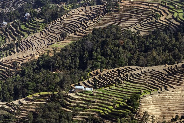 Terrace cultivation