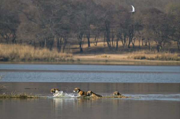 Wild Indian Tigers or Bengal Tigers
