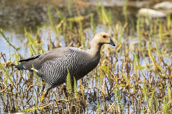 Greylag goose (Anser anser)