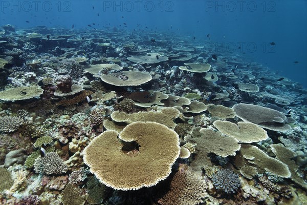 Reef flat with Acropora table coral (Acropora hyacinthus)