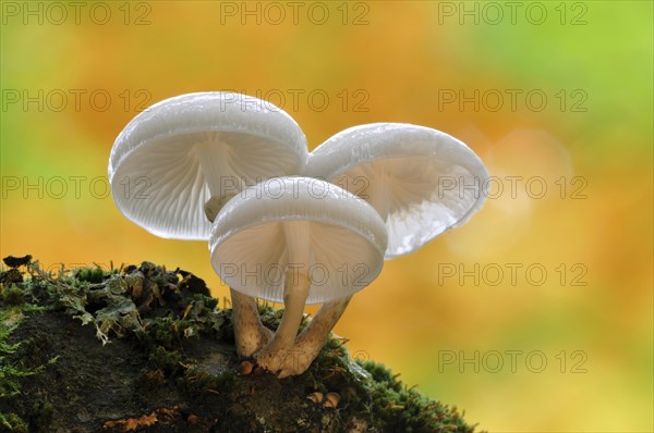 Porcelain Fungus (Oudemansiella mucida)