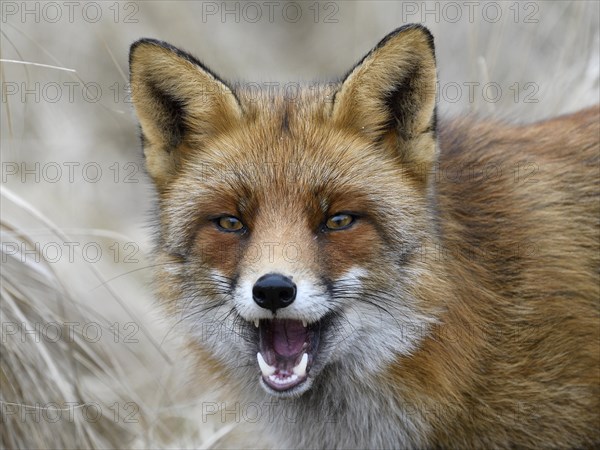 Red fox (Vulpes vulpes)
