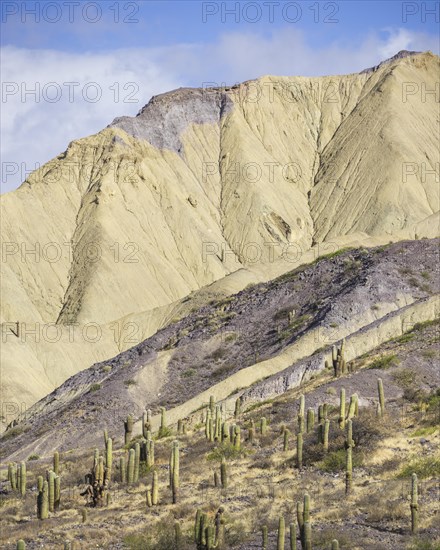 Mountains with Trichocereus pasacana cacti in the foreground