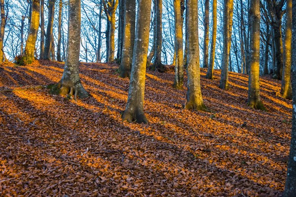 Shadows of trunks on autumn leaves in evening light