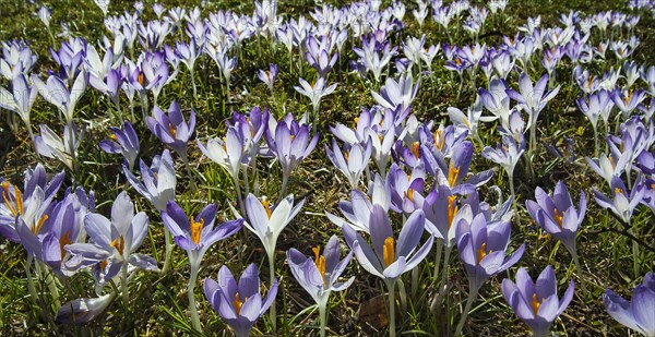 Crocuses (Crocus)