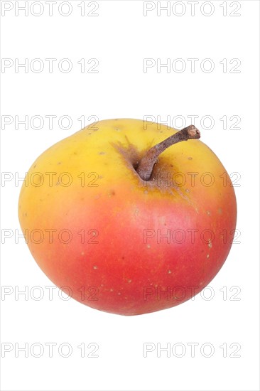 Apple variety Silesian Grey Apple