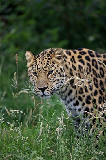 Amur Leopard (Panthera pardus orientalis)