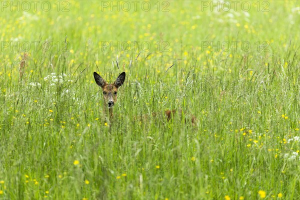 European roe deer (Capreolus capreolus)