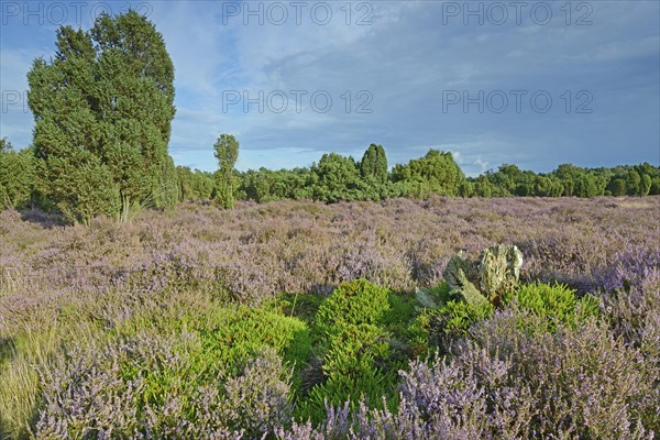 Heather in bloom in a juniper grove