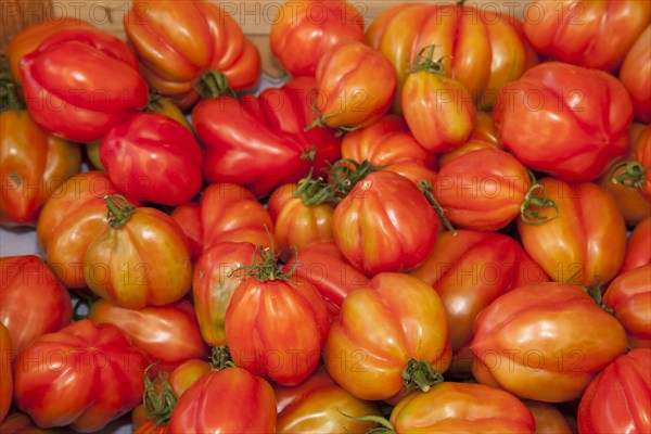 Tomatoes (Solanum lycopersicum)