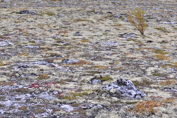 Autumn in a Fjell landscape with reindeer and a fjell birch