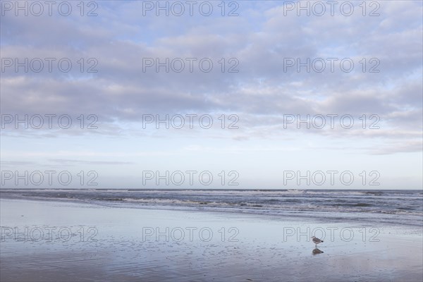 Seagull