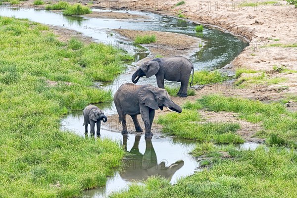 African Elephants (Loxodonta africana)