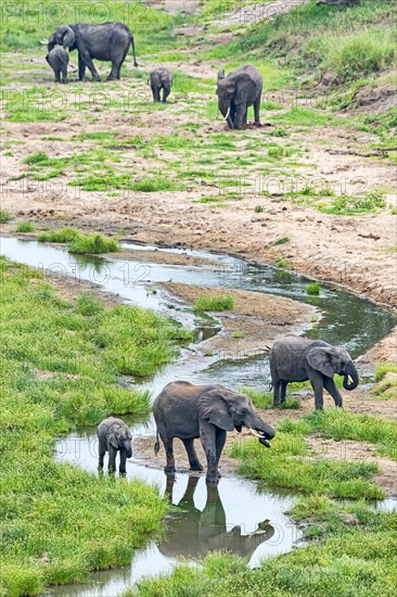 African Elephants (Loxodonta africana)