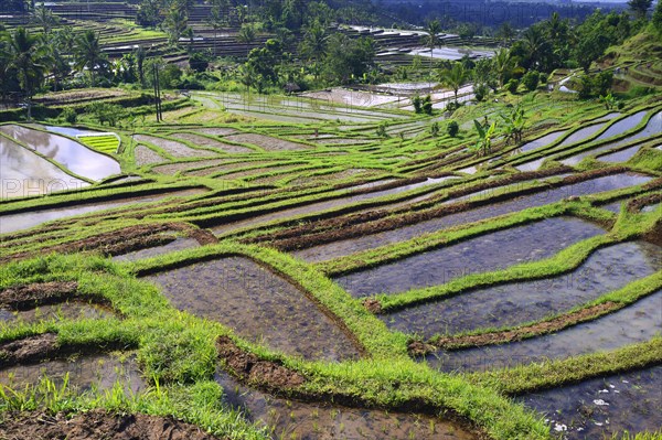 The famous rice terraces of Jatiluwih