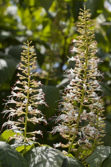 Inflorescence