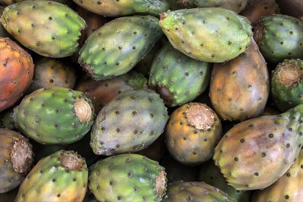 Prickly pears (Opuntia ficus-indica)
