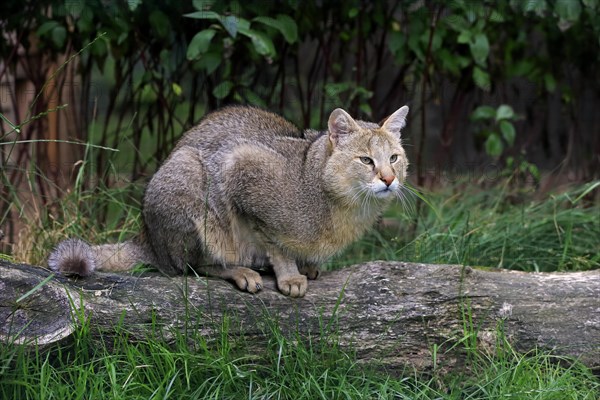 Jungle Cat (Felis chaus)